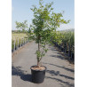 ACER griseum (Érable à écorce de papier) En pot de 35-50 litres forme buisson hauteur 150-175 cm