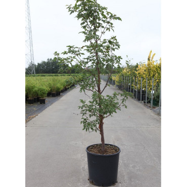 ACER griseum (Érable à écorce de papier) En pot de 15-20 litres