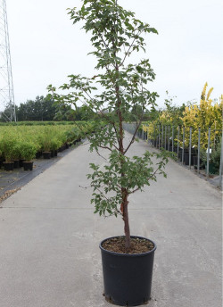 ACER griseum En pot de 12-15 litres buisson hauteur 100-125 cm