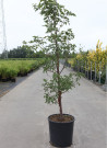 erable-a-ecorce-de-papier-acer-griseum-8.jpg