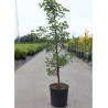 ACER griseum En pot de 12-15 litres buisson hauteur 100-125 cm