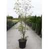 ACER griseum (Érable à écorce de papier) En pot de 30-35 litres forme buisson hauteur 125-150 cm