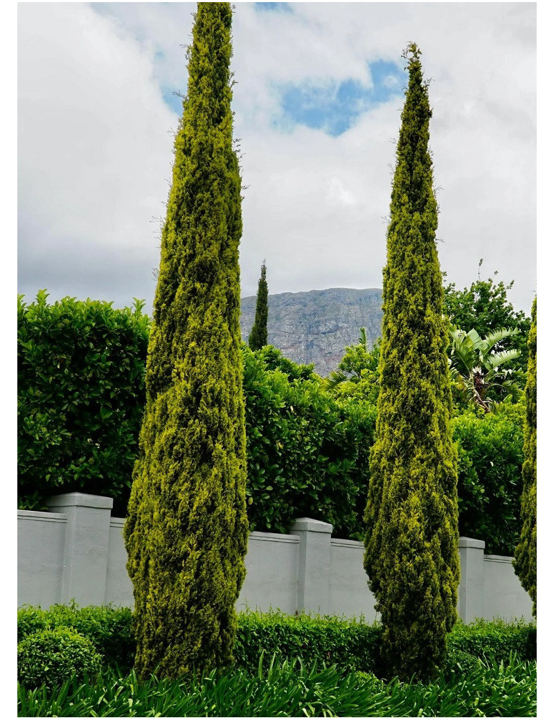 CUPRESSUS sempervirens SWANE'S GOLDEN (Cyprès d'Italie doré)3