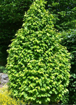 CARPINUS betulus MONUMENTALIS