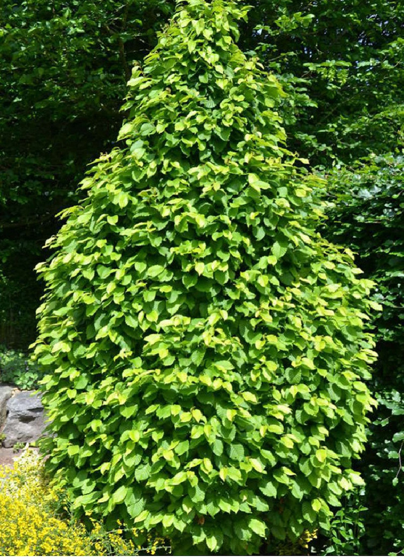 CARPINUS betulus MONUMENTALIS