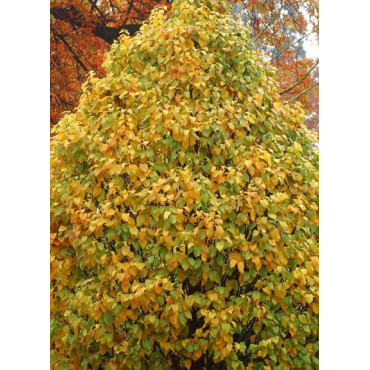 CARPINUS betulus MONUMENTALIS (Charme fastigié)