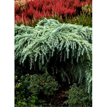 CEDRUS deodara FEELING BLUE (Cèdre de l'Himalaya Feeling blue)2