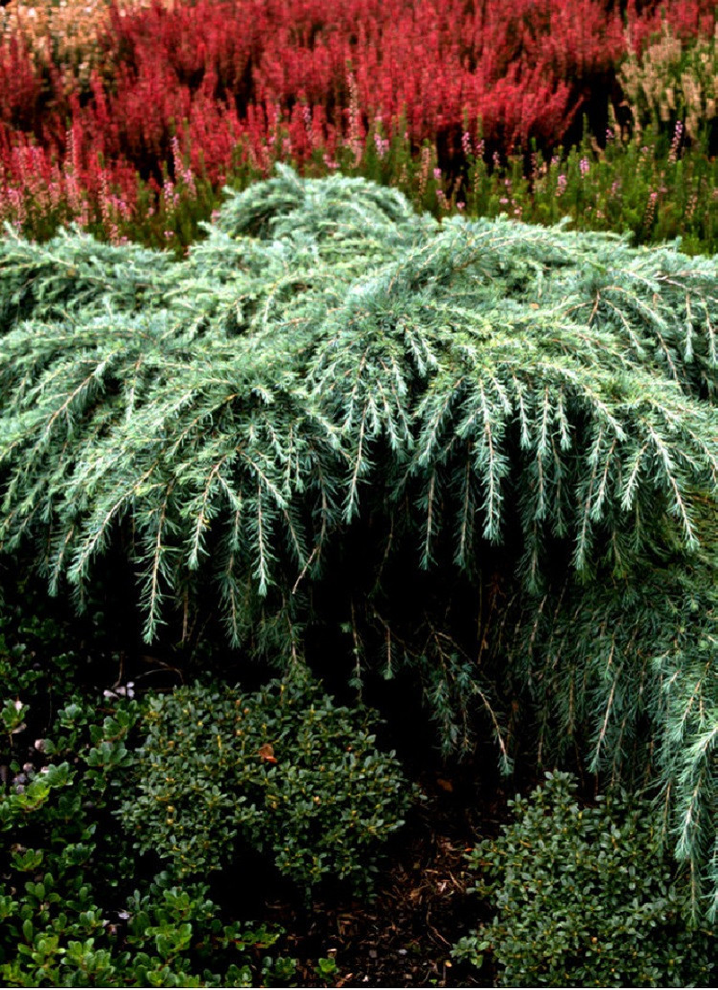 CEDRUS deodara FEELING BLUE (Cèdre de l'Himalaya Feeling blue)