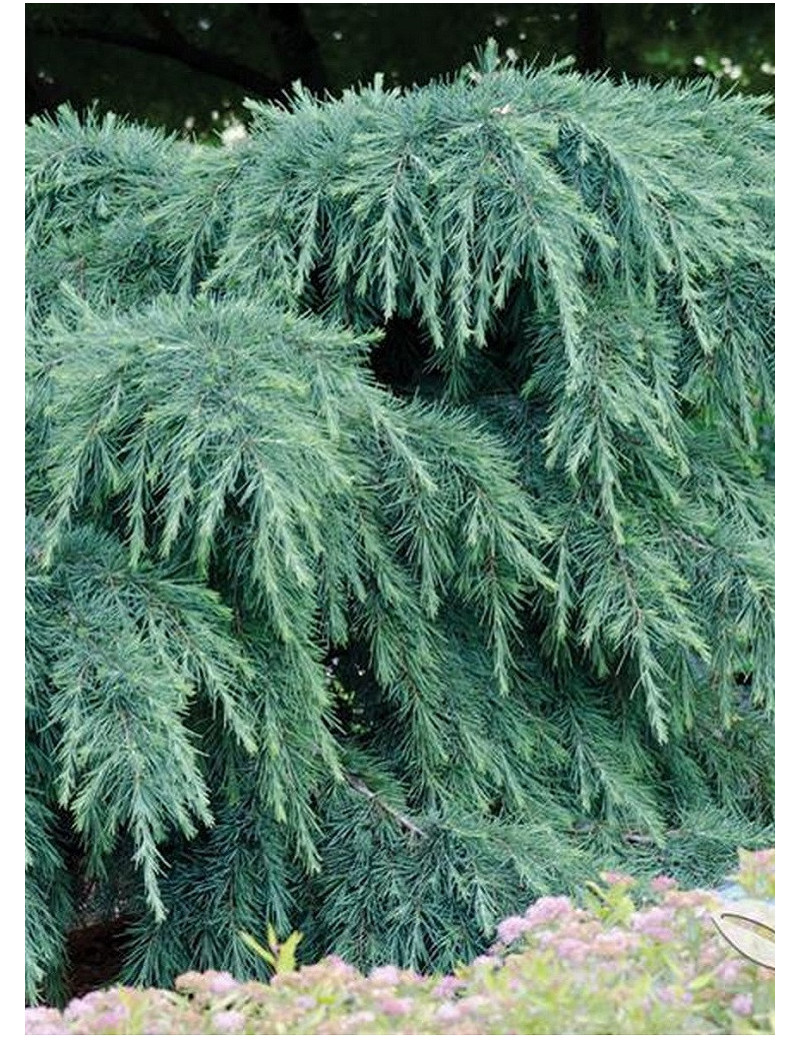 CEDRUS deodara FEELING BLUE (Cèdre de l'Himalaya Feeling blue)