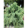 zedern_cedrus_deodara__feelin_blue_gartencenter_zulauf