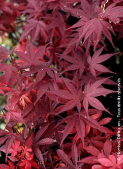 erable-du-japon-pourpre-fireglow-acer-palmatum-fireglow.jpg