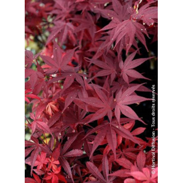 ACER palmatum FIREGLOW (Érable du Japon)1