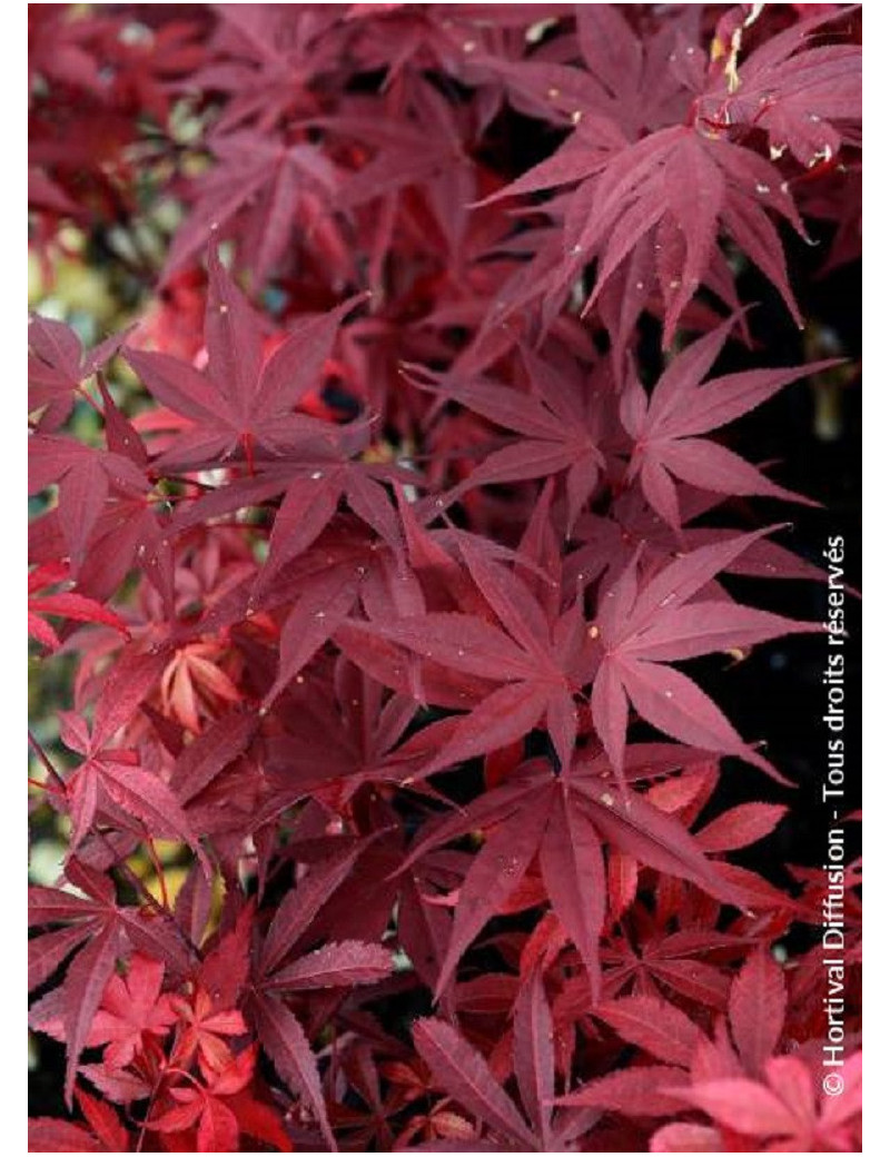 ACER palmatum FIREGLOW (Érable du Japon)1