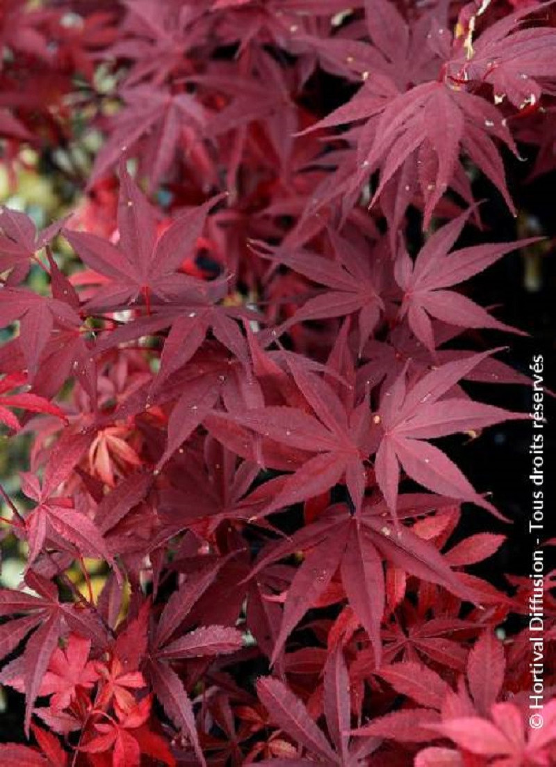 ACER palmatum FIREGLOW