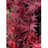 ACER palmatum FIREGLOW (Érable du Japon)1