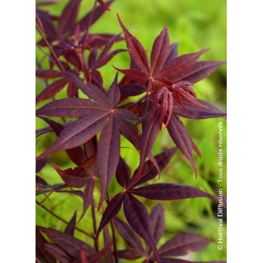 ACER palmatum FIREGLOW (Érable du Japon)