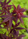 erable-du-japon-pourpre-fireglow-acer-palmatum-fireglow-2.jpg