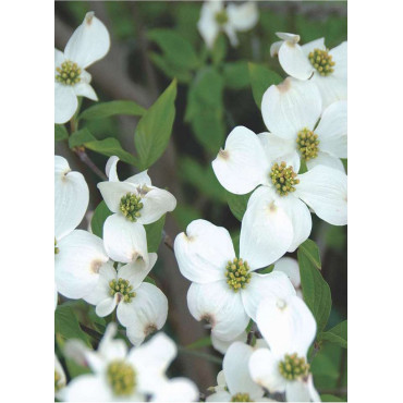 CORNUS florida (Cornouiller de Floride)3