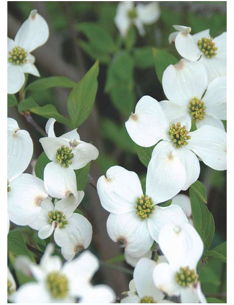 CORNUS florida (Cornouiller de Floride)3