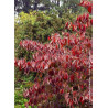 CORNUS florida (Cornouiller de Floride)