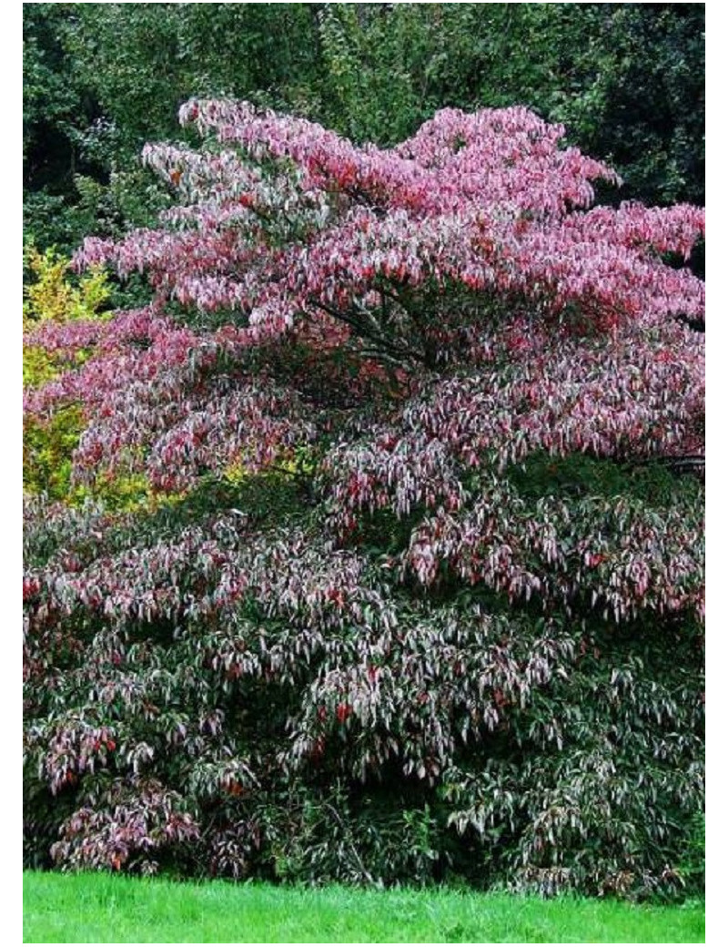 CORNUS controversa (Cornouiller des pagodes)1