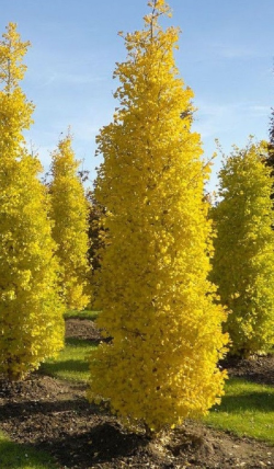 GINKGO biloba BLAGON