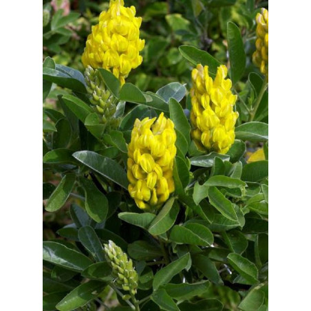 CYTISUS battandieri (Cytise)3