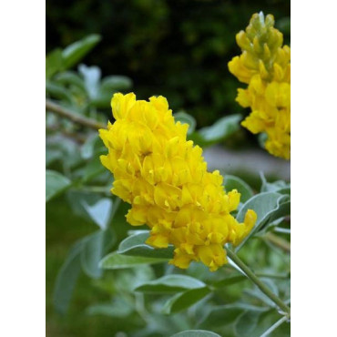 CYTISUS battandieri (Cytise)