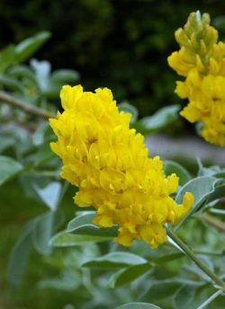 CYTISUS battandieri