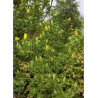 CYTISUS battandieri (Cytise)1