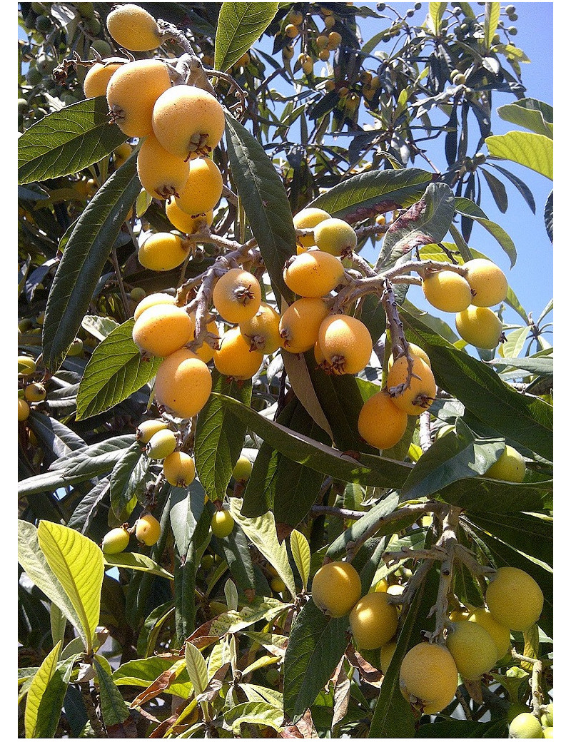 ERIOBOTRYA japonica (Néflier du Japon)