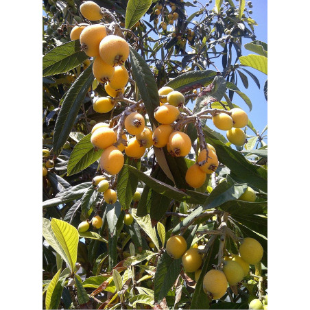 ERIOBOTRYA japonica (Néflier du Japon)