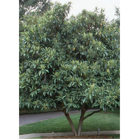 ERIOBOTRYA japonica (Néflier du Japon)