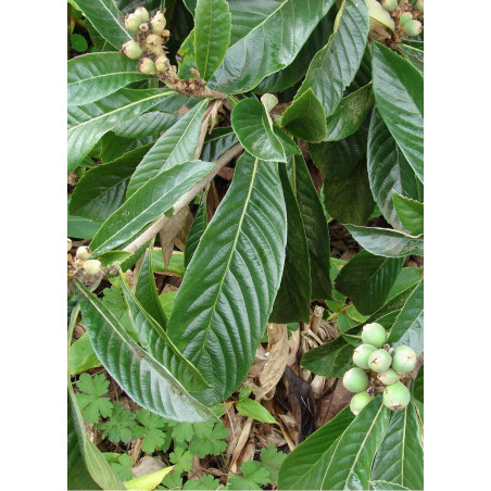 ERIOBOTRYA japonica (Néflier du Japon)