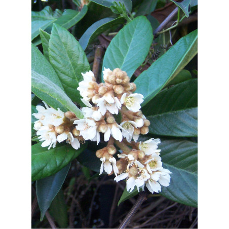 ERIOBOTRYA japonica (Néflier du Japon)