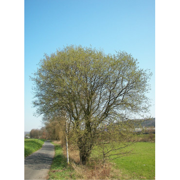 SALIX caprea (Saule marsault)3