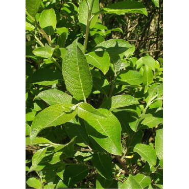 SALIX caprea (Saule marsault)