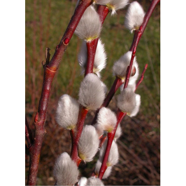 SALIX caprea (Saule marsault)1