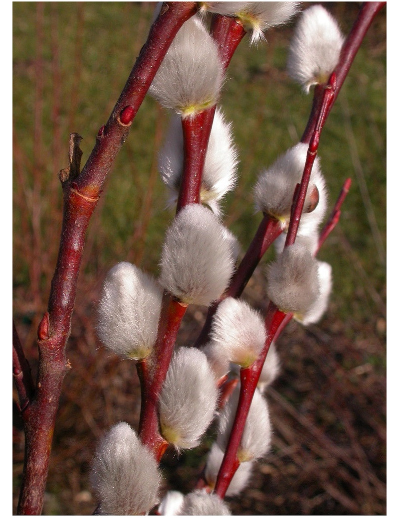 SALIX caprea (Saule marsault)