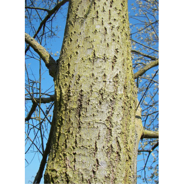 SALIX caprea (Saule marsault)2