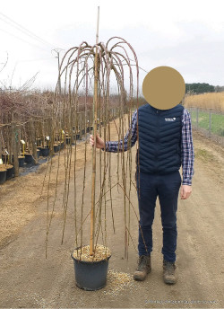 SALIX caprea PENDULA En pot de 15-20 litres forme tige hauteur du tronc 140-190 cm