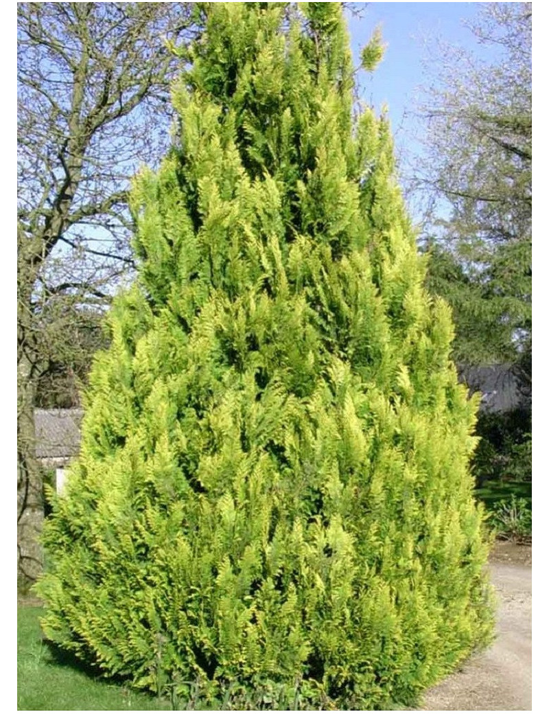 CHAMAECYPARIS lawsoniana IVONNE (Cyprès de Lawson Ivonne)1