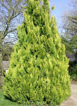 CHAMAECYPARIS lawsoniana IVONNE