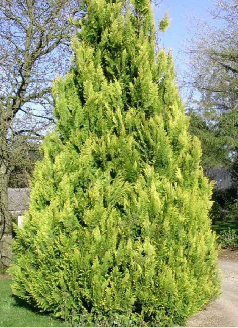 CHAMAECYPARIS lawsoniana IVONNE
