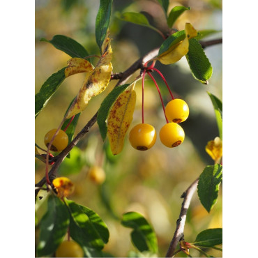 MALUS toringo (Pommier d'ornement)