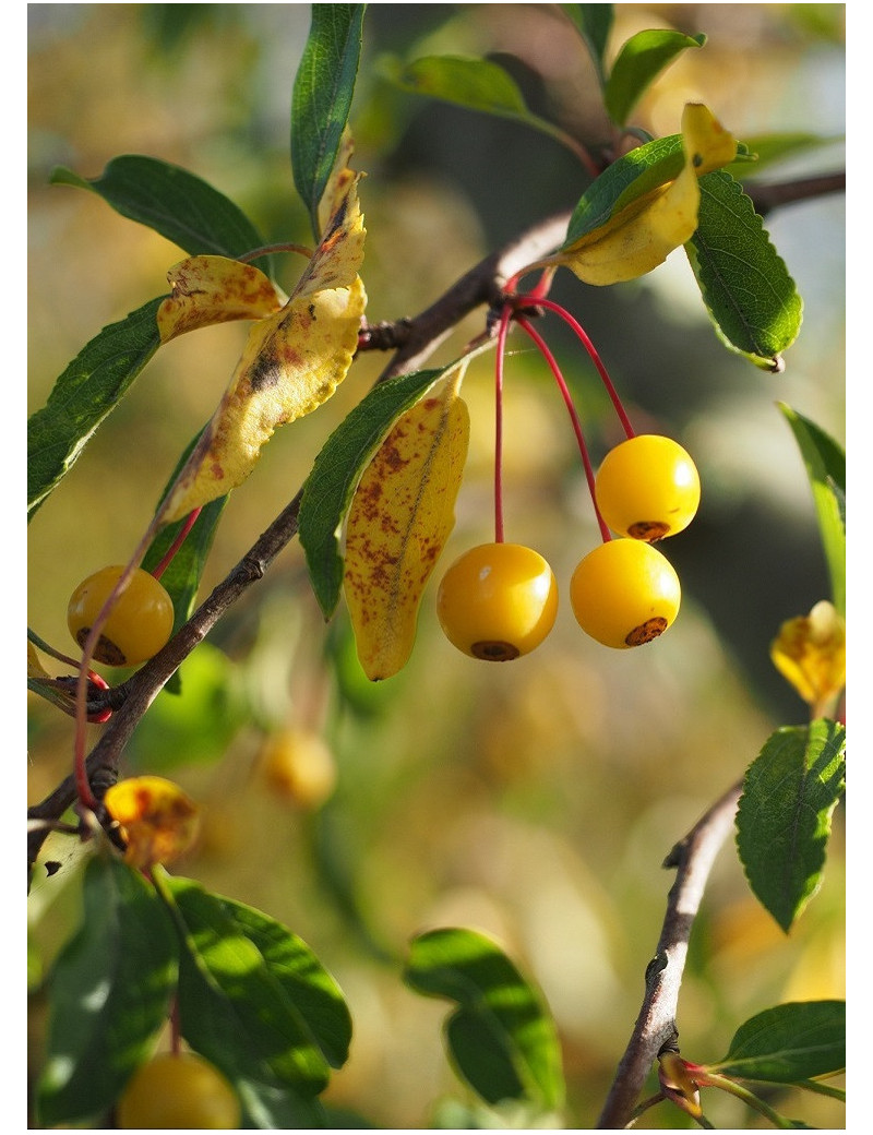 MALUS toringo (Pommier d'ornement)