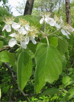 MALUS tschonoskii