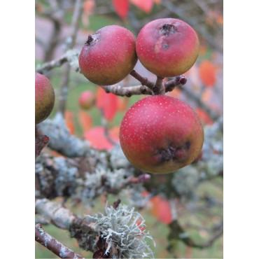 MALUS tschonoskii (Pommier d'ornement)2