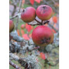 MALUS tschonoskii (Pommier d'ornement)2