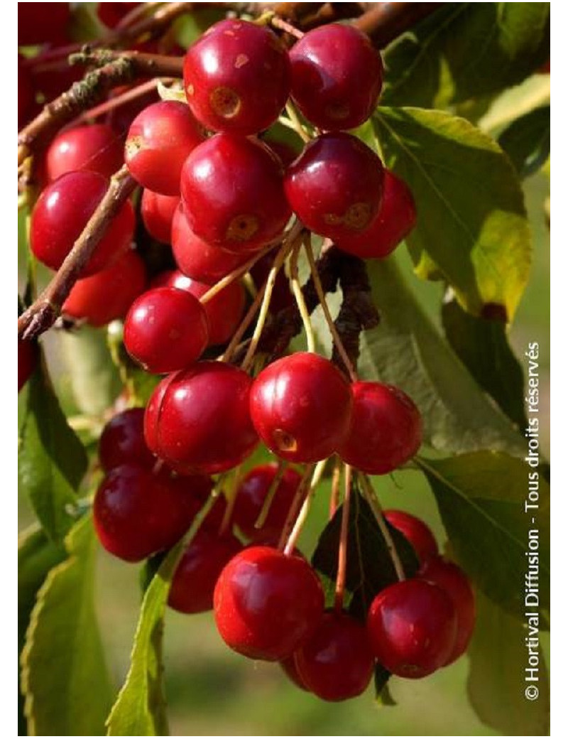 MALUS CHEAL'S WEEPING (Pommier d'ornement)